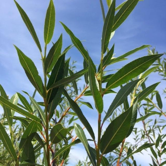 Violet Willow Bark